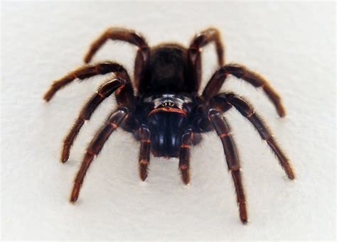 It is actually responsible for many less bites than the also notorious redback spider. Sydney Funnel Web Spider - Atrax robustus