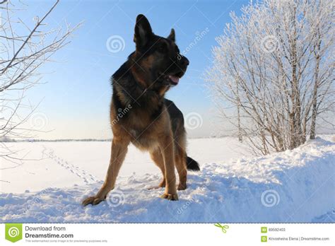 German Shepherd Dog On Snow Stock Image Image Of Master