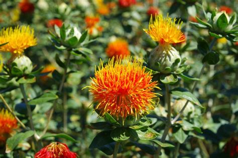 Safflower Benefits Uses And Planting Plantura