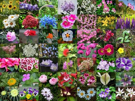 300 Types Of Flowers With Names From A To Z And Pictures Florgeous