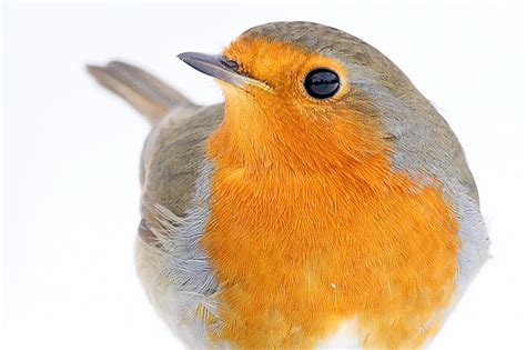 Eingestellt von sarah heide um 00:28. Der Hausrotschwanz im Wintervögel-Porträt - NABU