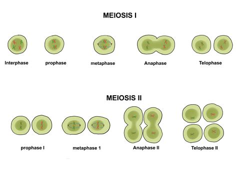 Mitosis Meiosis Chart