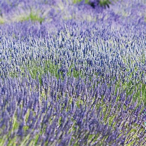 Lavandula X Intermedia Lavender Provence White Flower Farm