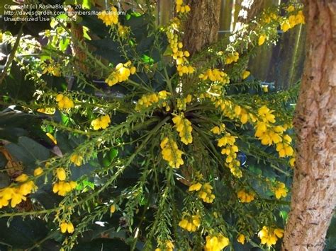 California holly grape (mahonia pinnata 'ken hartman') california juniper (juniperus californica) california laurel (umbellularia californica) california lilac (ceanothus 'dark star') california lilac. PlantFiles Pictures: Berberis Species, Chinese Holly Grape ...