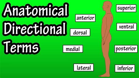 Anatomical Position And Directional Terms Anatomical Terms