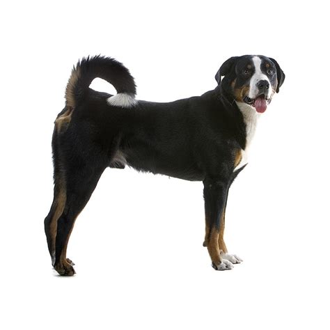 Greater Swiss Mountain Dog Breed Information And Insights Basepaws