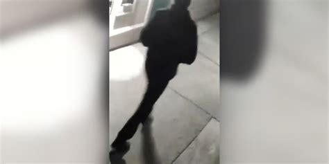 California Serial Killer Stockton Police Release Video Of Person Of