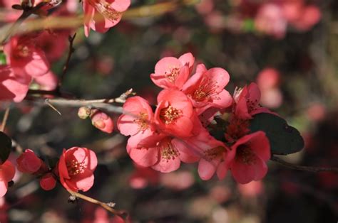 Texas Scarlet Flowering Quince Dallas Garden Buzz