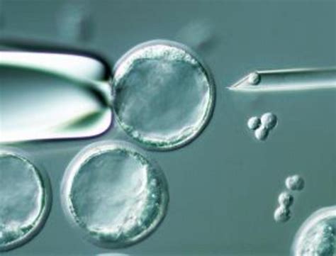 Ethical Problems Of Human Embryonic Stem Cell Use In Scientific