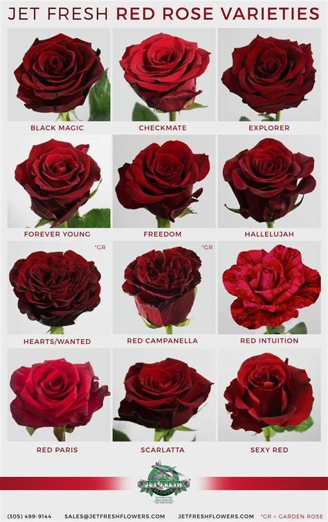 Everyone Loves Red Roses But Which Red Rose Do You Love See The