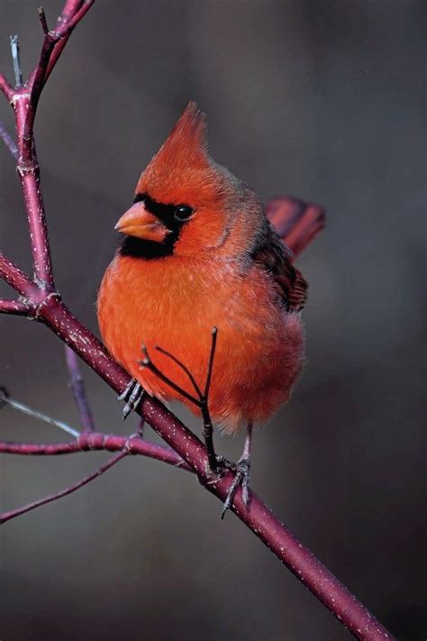 Cardinal Red Beautiful Birds Bird Photography Backyard Birds