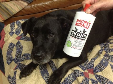 Dog sprayed by skunk has such an offensive odor that some describes it as burnt rubber, dog poo, and rotten eggs combined. What To Do If You Or Dog Gets Sprayed By A Skunk - Simplemost