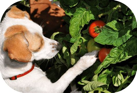 Can Dogs Eat Tomatoes Are They Safe