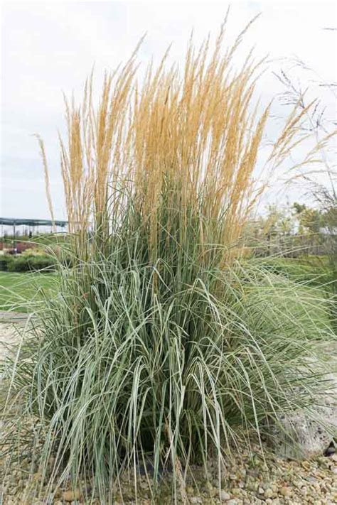 Calamagrostis X Acutiflora Overdam Feather Reed Grass