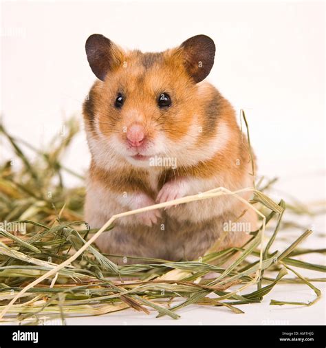 Hamster High Resolution Stock Photography And Images Alamy