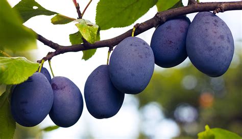 2018 The Colour Purple Do Plums Pack A Positive Punch For Better