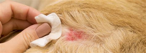 Dermatite Cane: Cause e Rimedi | Frontline