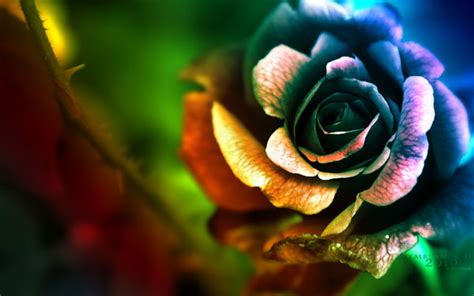 Showcasing some beautiful flower wallpapers. Flowers Wallpapers - 40 Most Beautiful Examples - Design Press