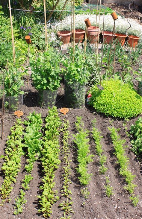Your vegetable garden can be started indoors. 13921380-a-small-city-vegetable-garden-plot-with-a-variety ...
