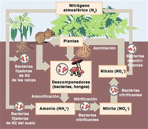 Ciclo del nitrógeno