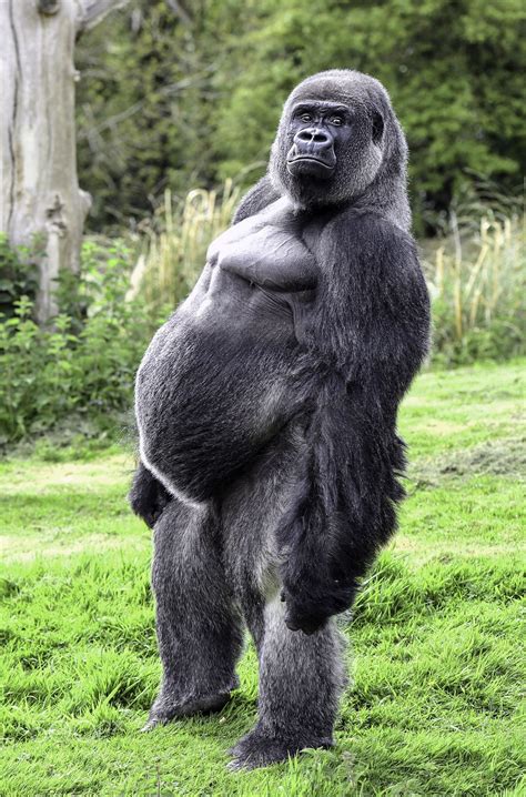 25 very funny monkey pictures. You Looking at Me - Taken at Port Lympne Zoo in Kent ...