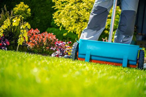 The Importance Of Overseeding Why Your Lawn Needs It Kuekers
