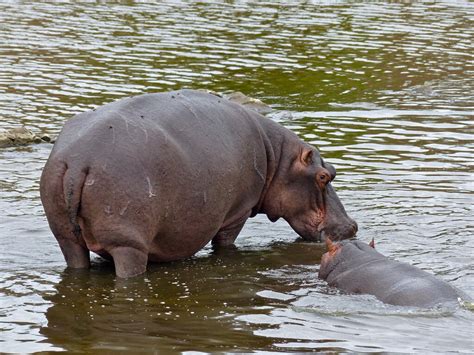 Despite their considerable bulk, hippopotamuses are graceful underwater swimmers and can run faster than how fast a sloth can go? Hippo bite kills Taiwanese tourist in Kenya - Vancouverite