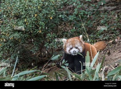 Panda Rojo Sujetando Un Tallo De Bambú Base De Investigación De Pandas