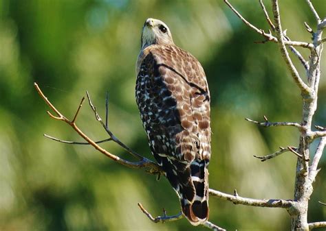 Red Shouldered Hawk Looking Up Buteo Lineatus Naples Bot Flickr