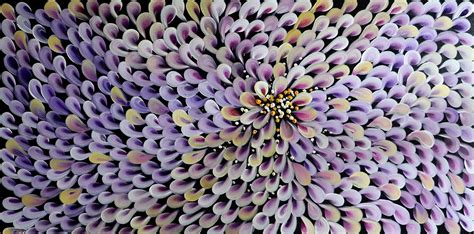 Purple Lavender Petals Abstract Flower Large Painting Art By Luiza Vizoli