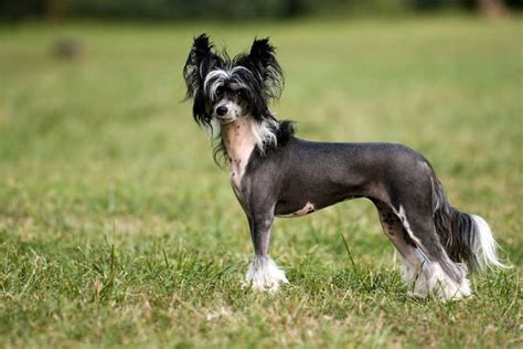 6 Chinese Crested Temperament Personality Traits Owners Love Or Not