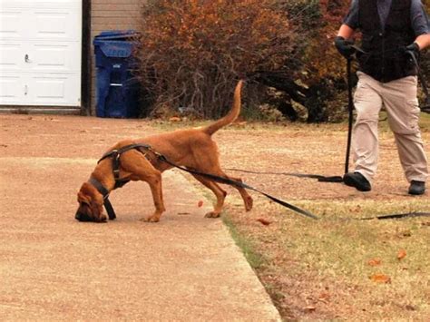 Police K9 And Military Tracking And Trailing Dog Sales And