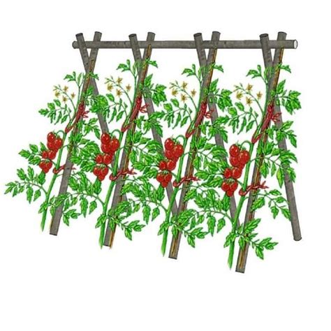 Tuteurer Les Tomates Choix Des Piquets Et Techniques Blog Promesse