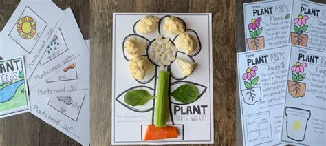 Plant Worksheets For Kindergarten Types Of Plants Plant Life Cycle