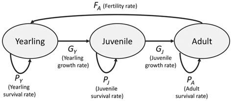 Effects Of Yearling Juvenile And Adult Survival On Reef Manta Ray