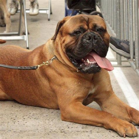 Everything We All Admire About The Patient Awesome Mastiffs