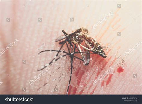 Macro Smashed Crush Mosquito Aedes Aegypti Stock Photo 1626978238