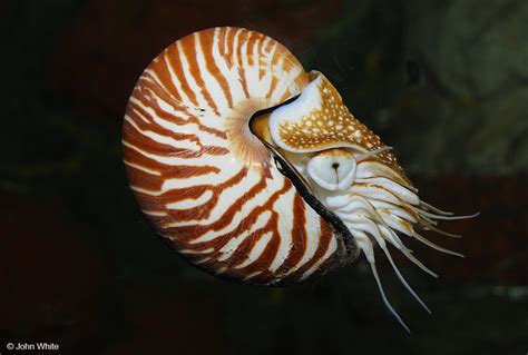 Calphotos Nautilus Pompilius Chambered Nautilus