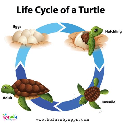Animal Life Cycle Diagram Science Posters For Kids ⋆ Belarabyapps