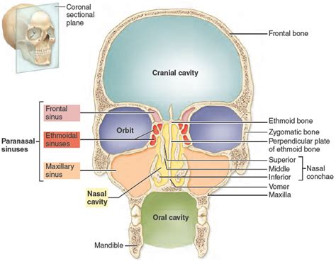 83 Major Cavities Of The Skull Paranasal Sinuses Human Anatomy And