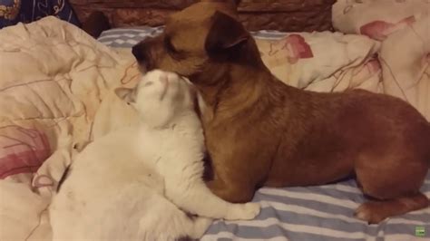 Dog and Cat Can't Deny Their Love for Each Other - Life With Cats