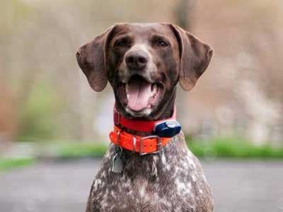 The dane is one of the largest dog breeds in the world! German Shorthaired Pointer - Price, Temperament, Life span