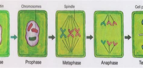 Chromosomes In A Plant Cell