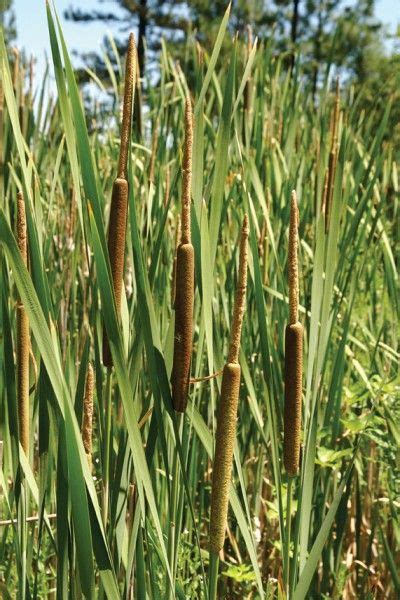 Cattail Edible Wild Plants Medicinal Wild Plants Foraging Recipes