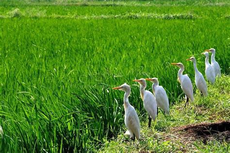 Beautiful And Green Paddy Fields Of Kerala Nature Photography Animals