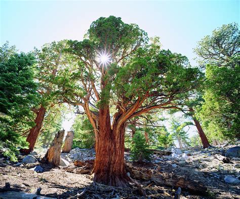 Old Growth Juniper Tree In Sierras By Danita Delimont