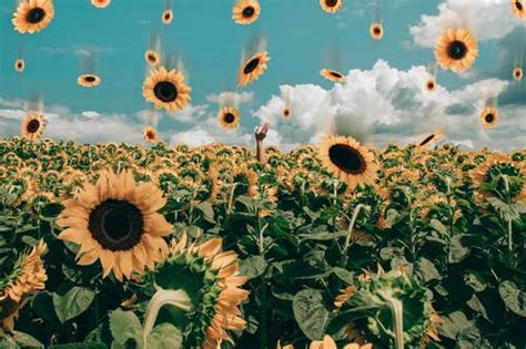 Over 40,000+ cool wallpapers to choose from. 1,000+ Best Sunflowers Photos · 100% Free Download ...