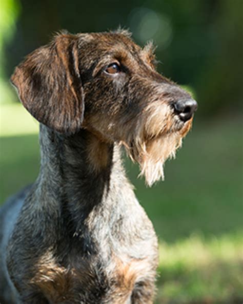 Dachshund Wire Haired Breeds A To Z The Kennel Club