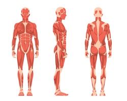 We have more than 600 individual muscles in our body, and although you're not responsible for knowing the muscle anatomy in this class, knowing that anatomy and knowing the different muscle groups and how they work. Human Skeleton, Circa 1911 - Free Stock Photo by Nicolas ...