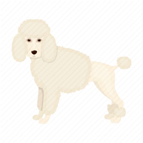 Animal Breed Dog Mammal Pet Poodle Icon Download On Iconfinder